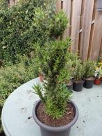 Te koop mooie grote cactus., Huis en Inrichting, Ophalen, Minder dan 100 cm, Volle zon, In pot