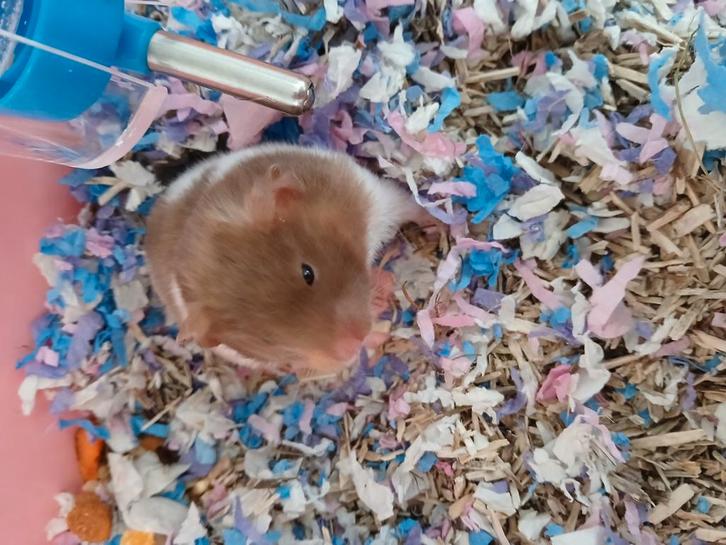 Hamster vrouw te koop, Dieren en Toebehoren, Knaagdieren, Vrouwelijk, Hamster, September