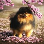 Pomeranian /dwergkees/ Pomeriaan DEKREU..!! black and tan, Dieren en Toebehoren, Buitenland, 1 tot 2 jaar, Reu, Eén hond
