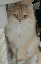 BLH dekkater Black Golden Shaded €180, Dieren en Toebehoren, Kater, 0 tot 2 jaar