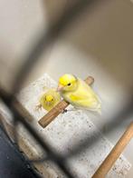 Koppeltje Waterslagers 2025, Meerdere dieren, Postuurkanarie