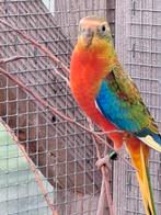 Turquoisine parkiet roodbuik, Dieren en Toebehoren, Vogels | Parkieten en Papegaaien, Meerdere dieren, Parkiet