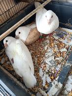 Koppel meeuwen en 1 jonge duif, Dieren en Toebehoren, Meerdere dieren, Overige soorten