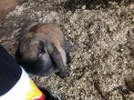 4 leuke konijntjes, Dieren en Toebehoren, Konijnen, Meerdere dieren