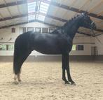 3 jarige dressuurpaard, Dieren en Toebehoren, Hengst, 3 tot 6 jaar
