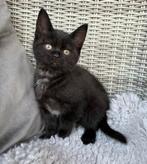 Aanhankelijke speelse kittens, Dieren en Toebehoren, Kater, Kortharig, 0 tot 2 jaar