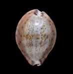 Schelpen: Cypraea robertsi 23,6mm (Gem) Callous, Ophalen of Verzenden, Schelp(en)