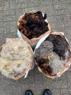Schapenwol, Dieren en Toebehoren, Vrouwelijk, Schaap