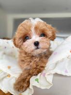 Exclusieve Maltipoo F1 Micro pups (Maltezer/Toy Poedel), Dieren en Toebehoren, Honden | Chihuahua's en Gezelschapshonden, Particulier