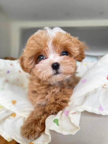 Exclusieve Maltipoo F1 Micro pups (Maltezer/Toy Poedel) beschikbaar voor biedingen