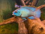 +~ 100 blauwe acara’s, Vis