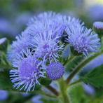 37/ zaad van Donsbloem, Mexicaantje - Ageratum Tall Blue -, Tuin en Terras, Bloembollen en Zaden, Ophalen of Verzenden, Voorjaar