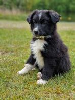 Border collie kruising pups mag per direct weg!, Particulier, 8 tot 15 weken, Reu, Nederland