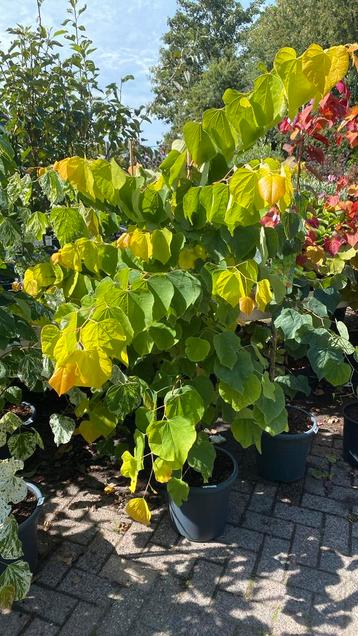 Cercis the rising sun beschikbaar voor biedingen