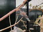Koppels Oosterse tortels | Sierlijke duif | Unieke duiven, Meerdere dieren, Tortelduif