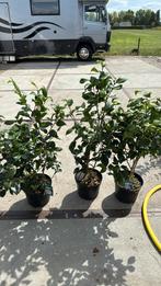 Camelia wit hoog 80/90 forse plant zomer/ winter groen19,95, Ophalen, Zomer, Volle zon