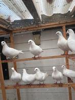 Super mooi wiit postduvien 20 stuk, Dieren en Toebehoren, Vogels | Duiven, Mannelijk