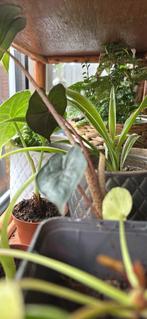 Geef je plant een nieuw thuis, Huis en Inrichting, Kamerplanten, Ophalen of Verzenden, Halfschaduw, Minder dan 100 cm