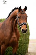 Unieke kans! Knappe merrie uit top fokkerij te koop!, Merrie, B, Dressuurpaard, 3 tot 6 jaar