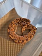 Ultramel het clown, Dieren en Toebehoren, Reptielen en Amfibieën, Slang, 0 tot 2 jaar
