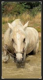 Western halster maat Full, Dieren en Toebehoren, Ophalen of Verzenden, Western