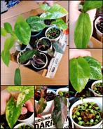 Kamerplanten mini's pakket, Huis en Inrichting, Kamerplanten, Ophalen, Halfschaduw, Minder dan 100 cm