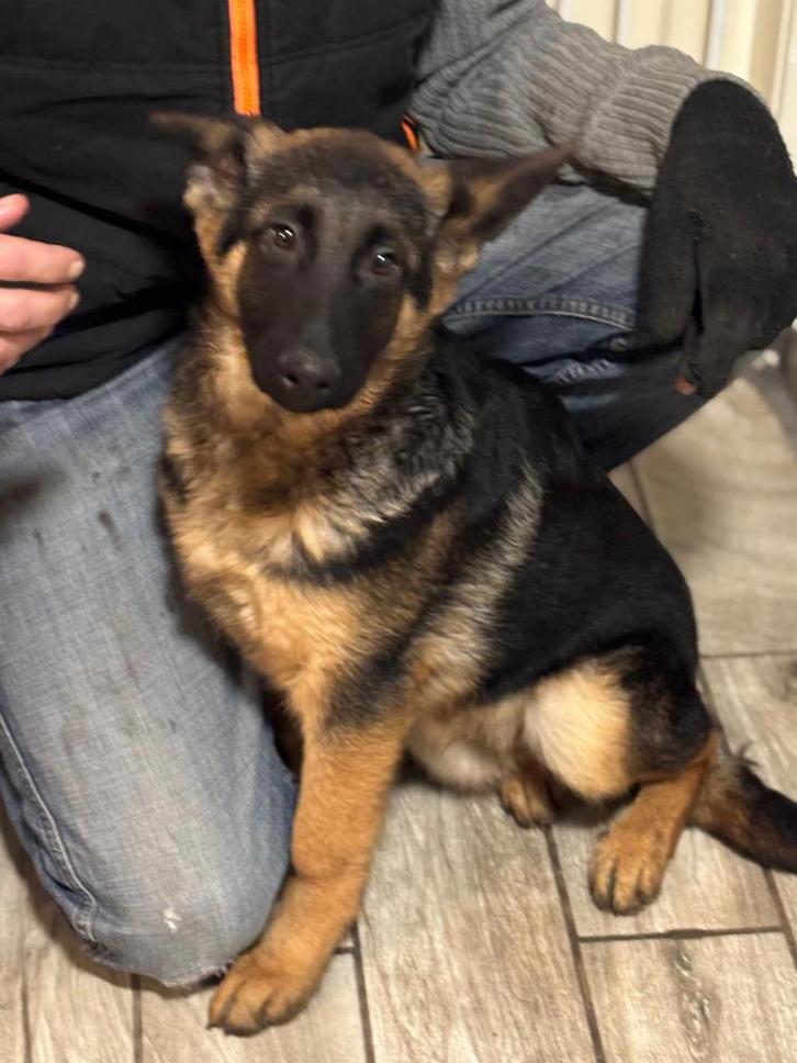 Duitse herder pups, Dieren en Toebehoren, Honden | Herdershonden en Veedrijvers, Meerdere dieren, Herder, Particulier, Meerdere