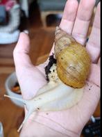 Achatina fulica/agaatslakken, Dieren en Toebehoren, Overige soorten