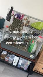 2 mannelijke dwergratjes, Dieren en Toebehoren, Knaagdieren, Rat, Mannelijk, November, Tam