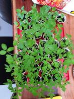 Moestuin plantjes o.a. tomaat, paprika, aubergine,, Tuin en Terras, Zomer, Ophalen, Groenteplanten, Eenjarig