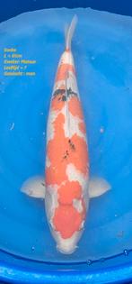 Sanke - kweker Matsue - 62cm - male, Karper of Koi