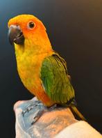 Super tamme zonparkiet 20 weken oud, Dieren en Toebehoren, Vogels | Parkieten en Papegaaien, Geslacht onbekend, Papegaai
