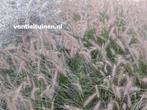 Pennisetum Hameln lampenpoestersgras., Ophalen of Verzenden, Herfst, Overige soorten, Halfschaduw