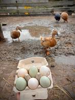 Eendeneieren, puur natuur, yin & yang in één dopje, Ophalen, Dieet en Voeding