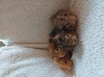 Jonge cavia's, Dieren en Toebehoren, Knaagdieren, Juli, Meerdere dieren, Cavia