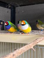 Gould amadine, Meerdere dieren, Tropenvogel, Geringd
