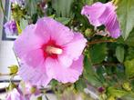 Hibiscus  of stokroos zaden  of plantjes, Tuin en Terras, Ophalen of Verzenden, Volle zon