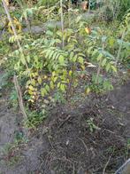 Decaisnea fargesii - Blauwebesstruik, Tuin en Terras, Planten | Bomen, Ophalen