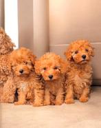 Maltipoo 'toypoedel 'mini doodle pups kleinblijvend, Poedel, CDV (hondenziekte), 8 tot 15 weken, Meerdere