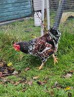 Wyandotte haan zwart wit bruin gekleurd 2025, Dieren en Toebehoren, Mannelijk, Kip