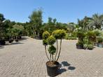 Taxus baccata Semperaurea tuinbonsai / pon pon te koop!!, Tuin en Terras, Bloeit niet, Minder dan 100 cm, Volle zon, In pot