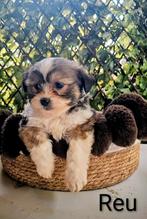 Leuke boomer pups, Dieren en Toebehoren, Maltezer, Rabiës (hondsdolheid), 8 tot 15 weken, Meerdere