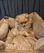 Mini pomeriaan pups 1 teefje 1 reutje, 15 weken tot 1 jaar, Meerdere, Meerdere dieren, Nederland