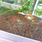 Guppen man diverse grotes, Vis