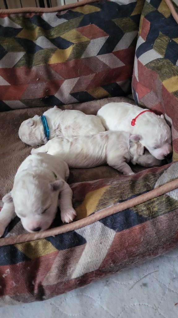 Koningshond: Bichon Frisé, Dieren en Toebehoren, Honden | Chihuahua's en Gezelschapshonden, Meerdere dieren, Overige rassen, Fokker | Hobbymatig