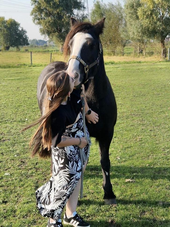Verzorgster gezocht/Verzorgpony aangeboden, Dieren en Toebehoren, Paarden en Pony's | Verzorgingsproducten, Ophalen of Verzenden
