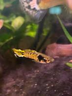 Endler Tiger, Dieren en Toebehoren, Vis