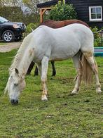 Santiago zoekt nieuw huisje, Dieren en Toebehoren, Paarden