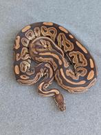 0.1 Female Black Pastel het Piebald ball python regius, Slang, Tam, 3 tot 6 jaar