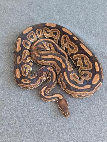 0.1 Female Black Pastel het Piebald ball python regius beschikbaar voor biedingen